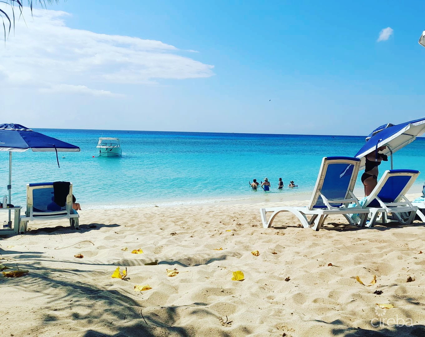 Boggy Sands Club Turtle 2