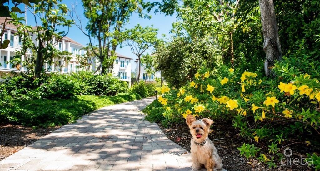 Stone Island #1102 - Phase Two