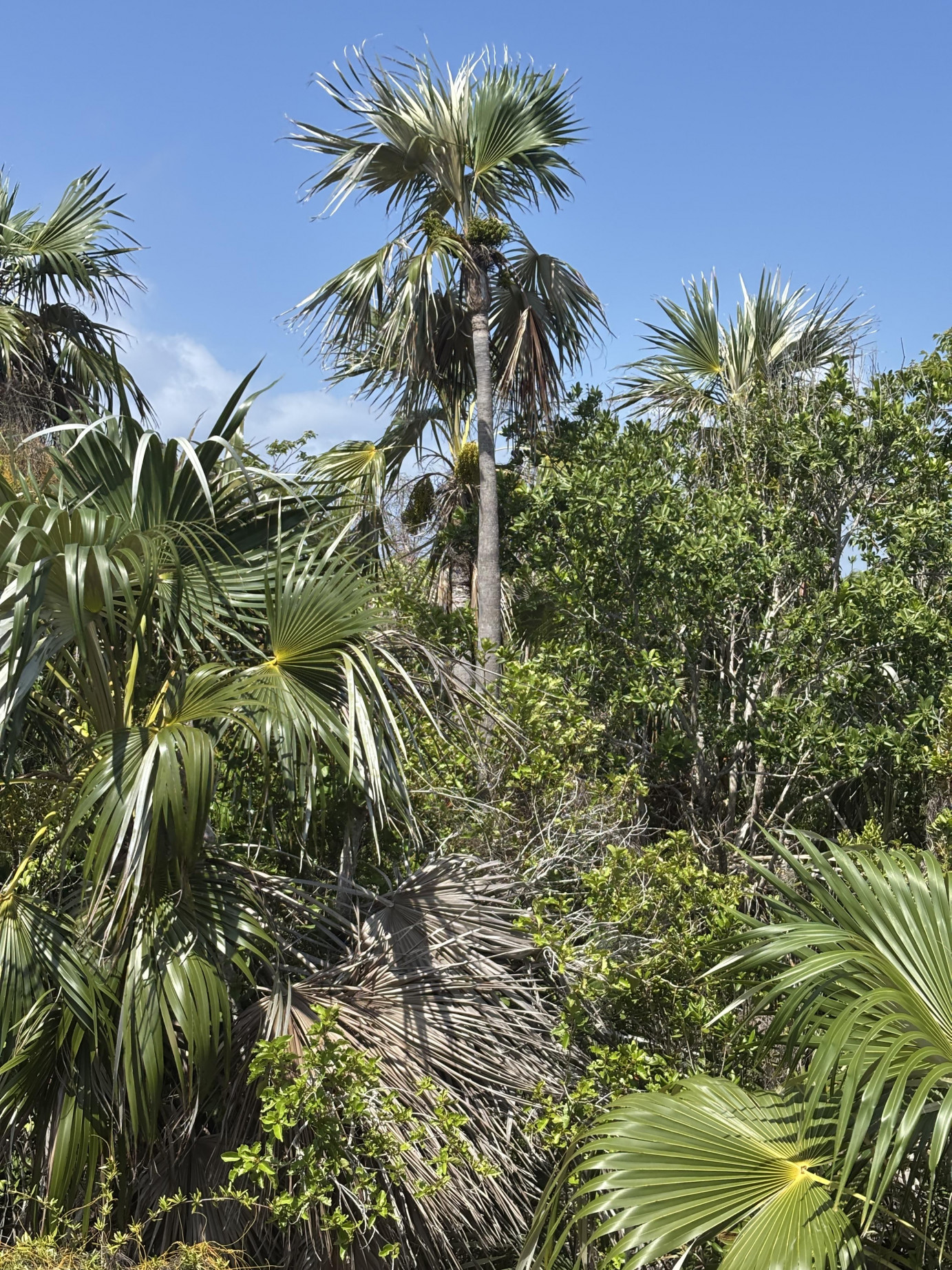 Little Cayman Lot Close To Point Of Sand