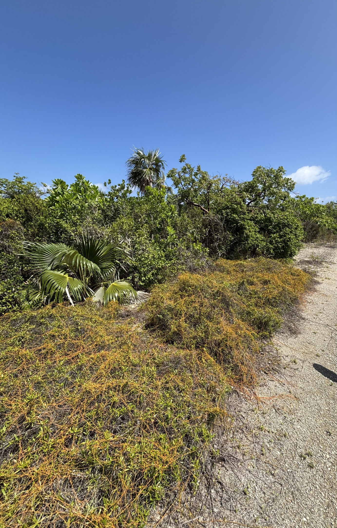 Little Cayman Lot Close To Point Of Sand