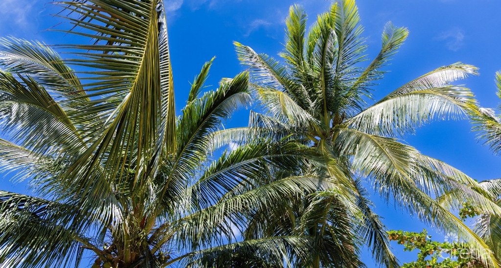 Stunning Boulevard Home - 44 Conch Drive- 3 Bed Plus Den- (ci$50k Back At Closing)