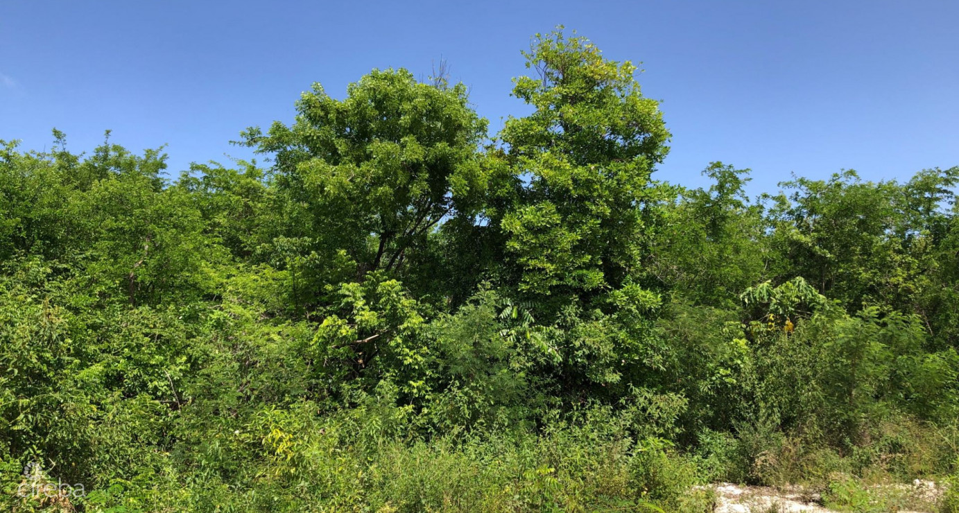 Mahogany Grove Lot 1