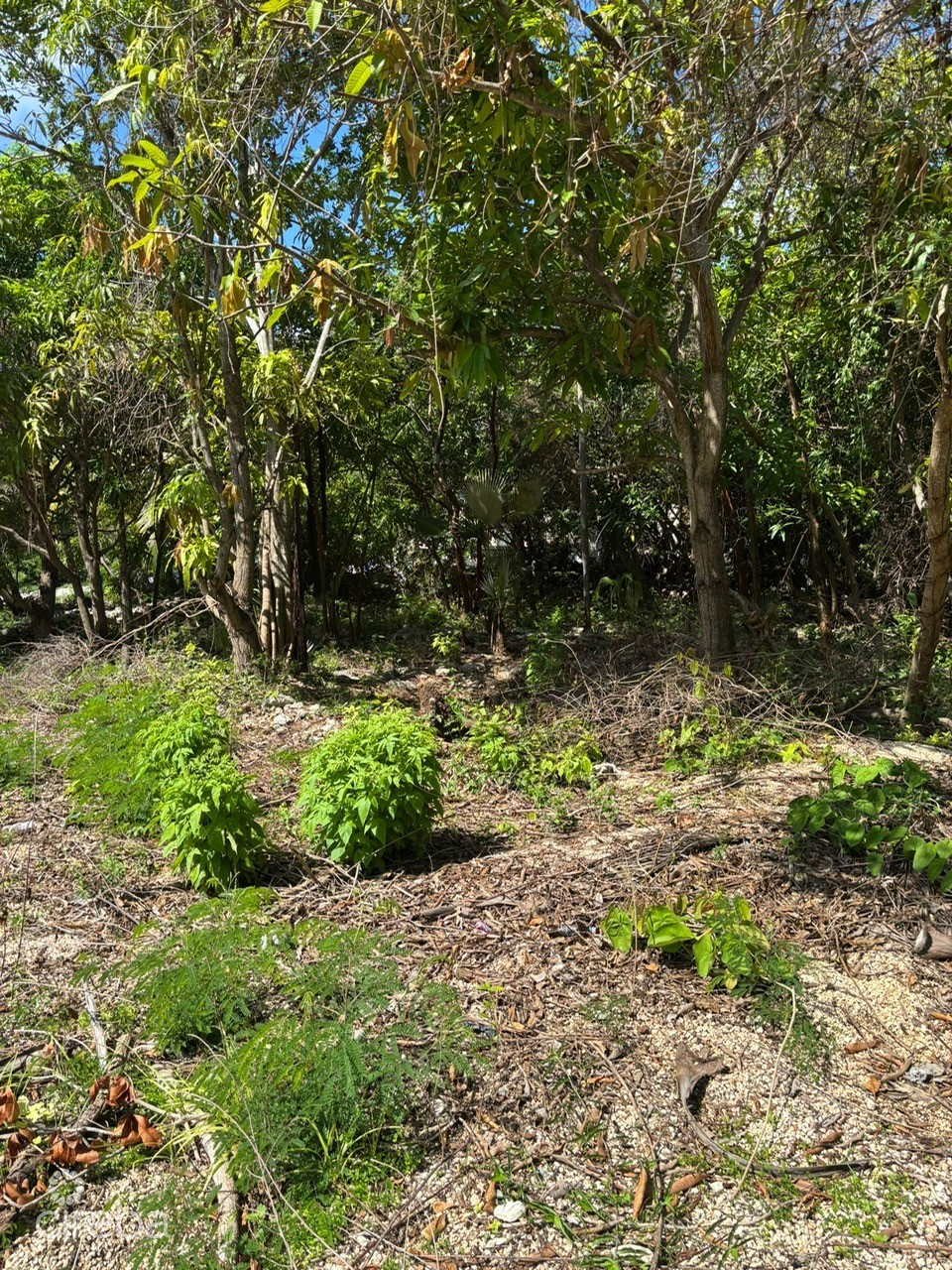 Exceptional Corner Lot In Prime Cayman Brac Location - Ready To Build