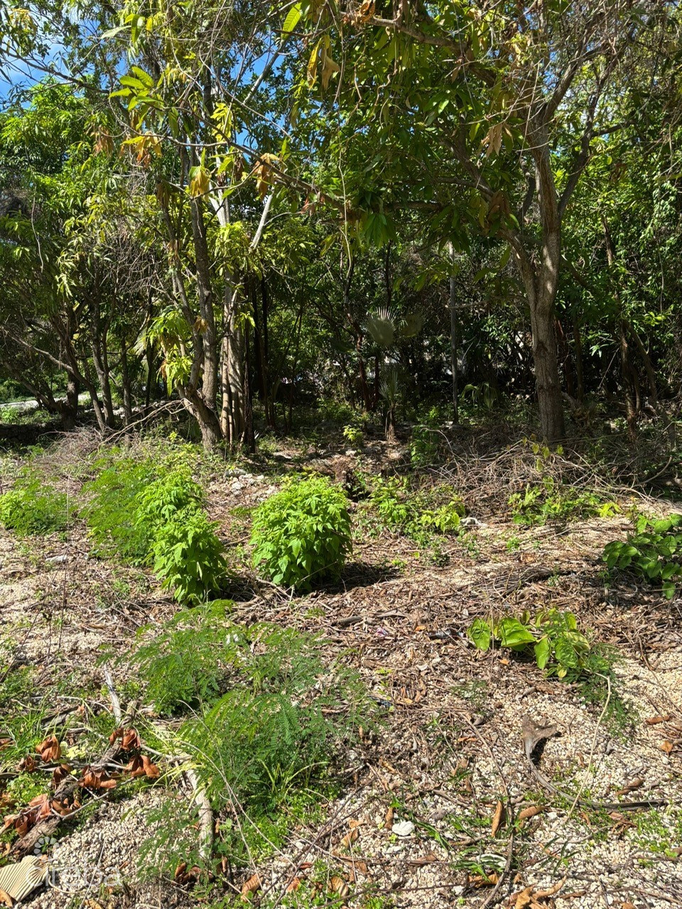 Exceptional Corner Lot In Prime Cayman Brac Location - Ready To Build