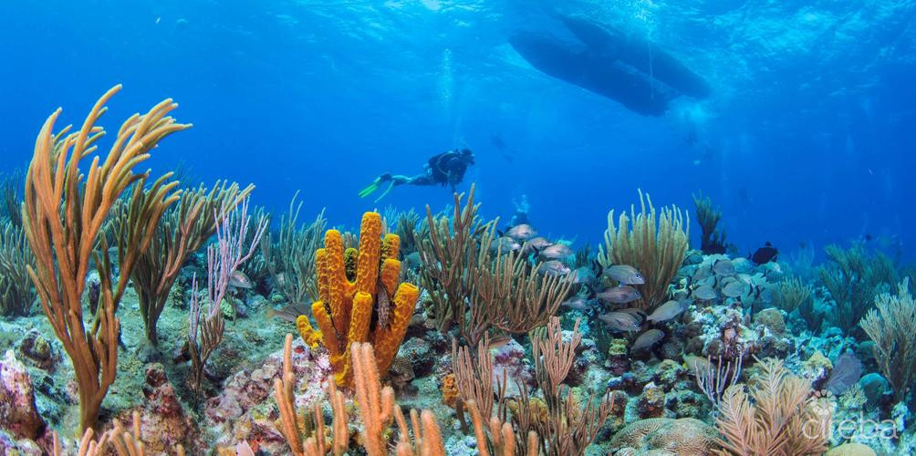 Castaway Cove Ground Floor Income Producer