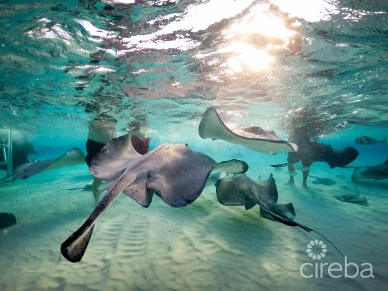 Castaway Cove Ground Floor Income Producer