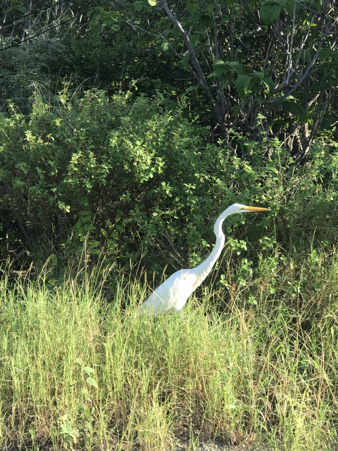 Little Cayman Lot Near Point Of Sands