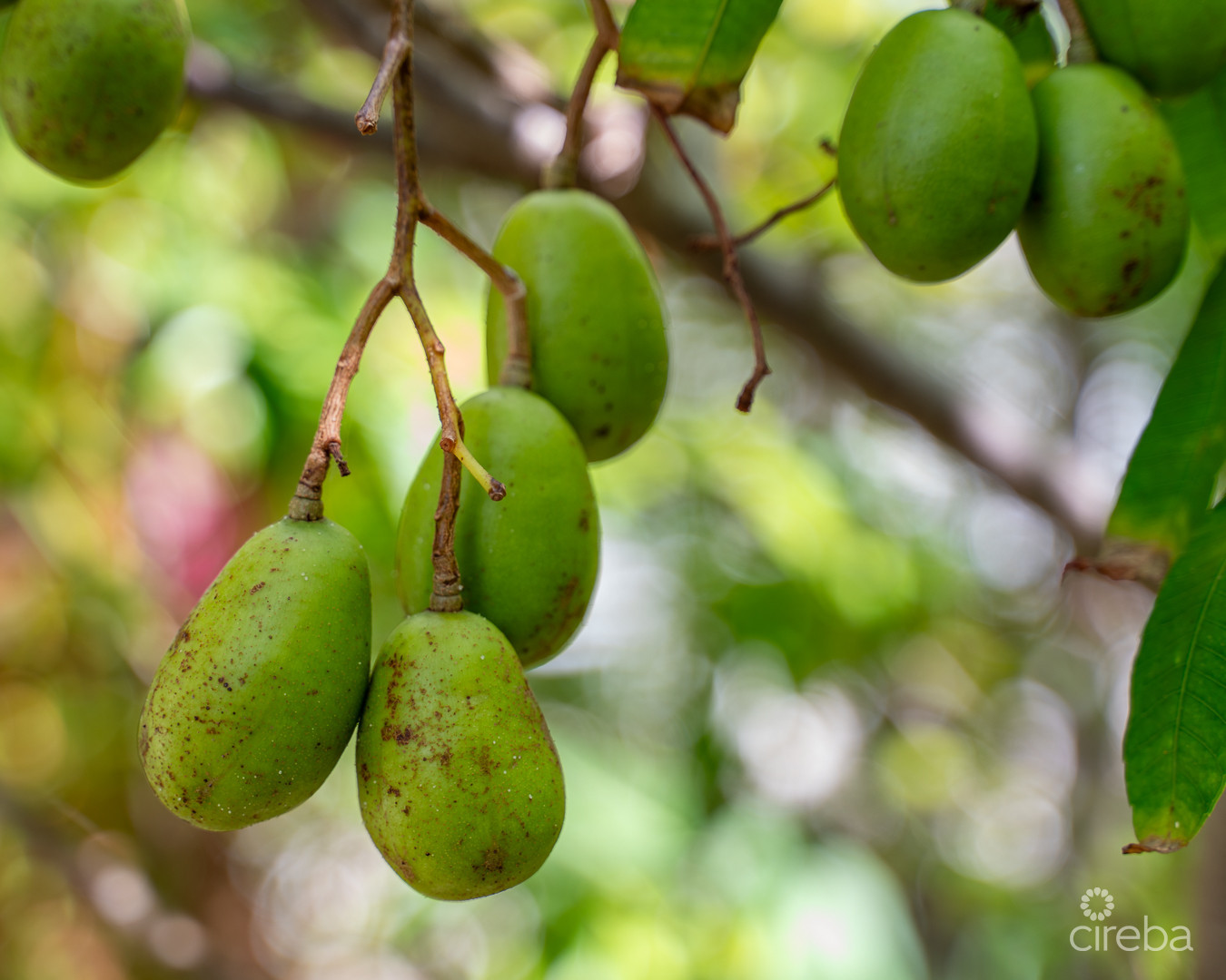 Lovely  Family Home - Lookout Gardens