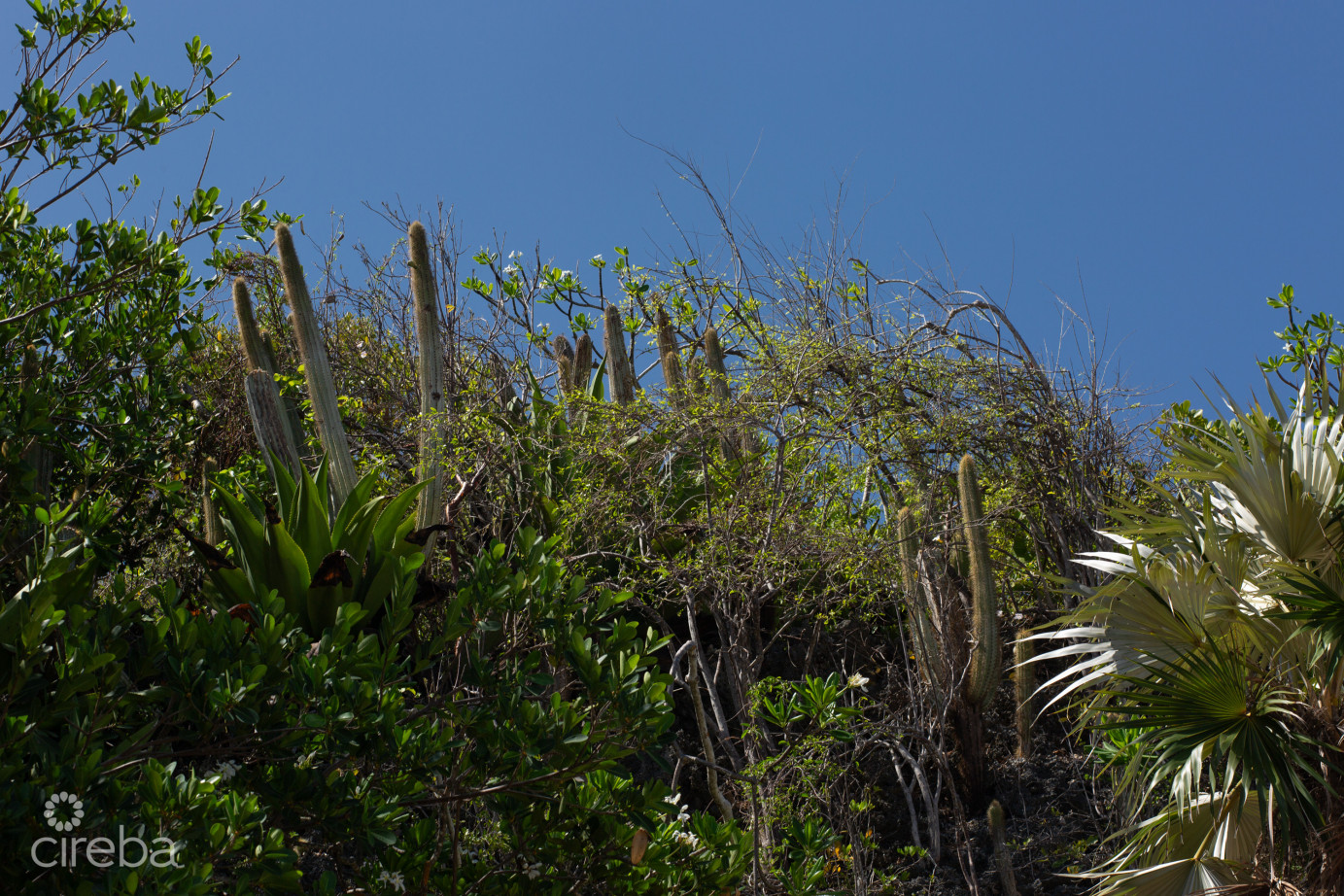 Bluff Edge Development Site  Cayman Brac