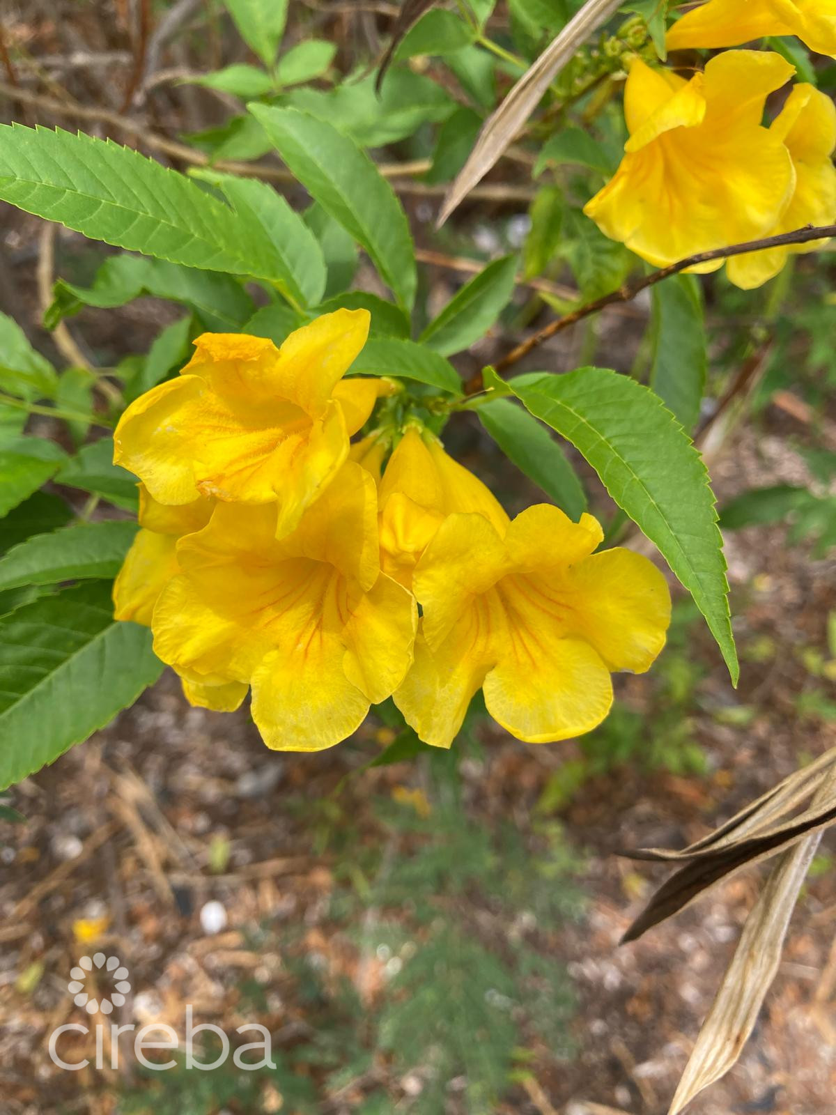 East End Land 0.45 Acres In John Mclean Drive