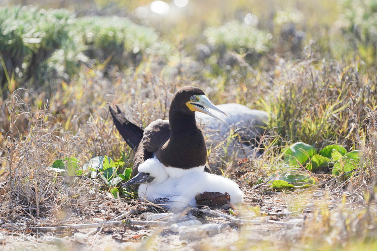 Oceanfront Large Land Parcel