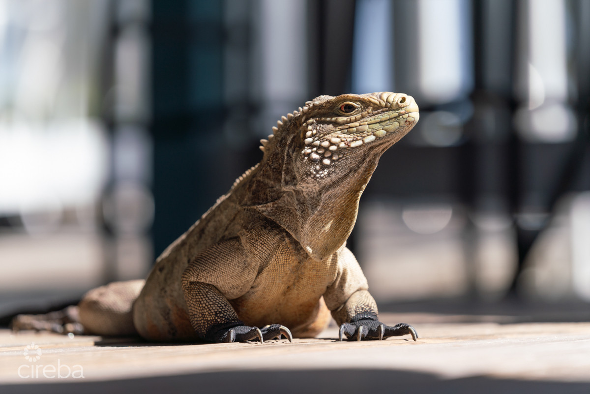 Oceanfront Large Land Parcel