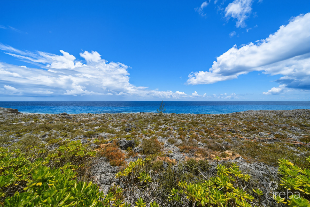Pedro Blue