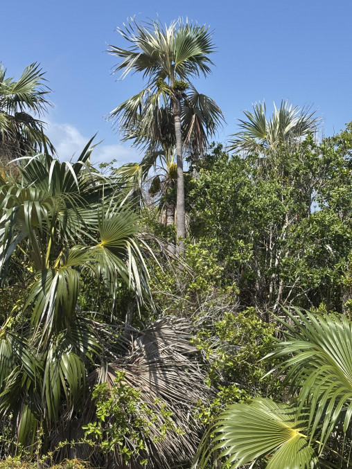 Little Cayman Lot Close To Point Of Sand