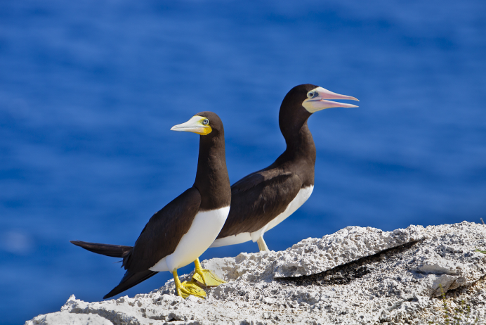 Cayman Brac West Cayman Brac West